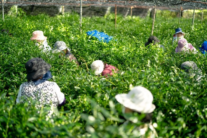 Discover Japan’s hidden tea culture 2-Day Plan